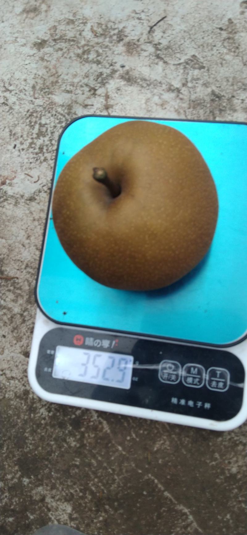 黄花梨，果肉细，纯甜无酸