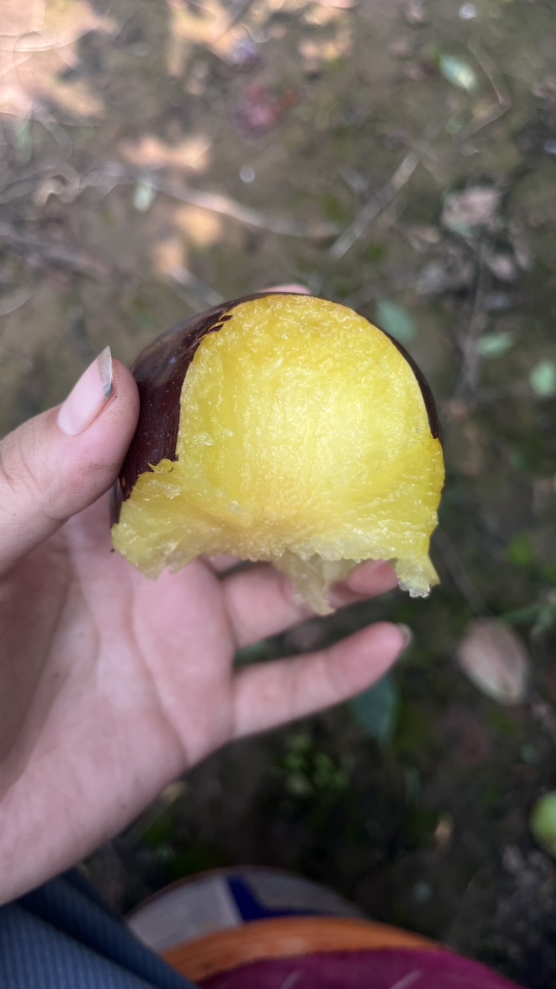 黑总统李子，大量现货，产地直销，地头收货