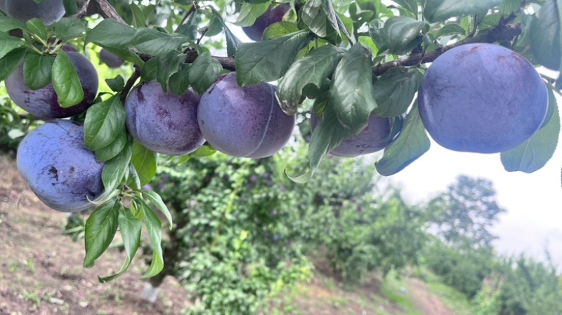 黑总统李子，大量现货，产地直销，地头收货