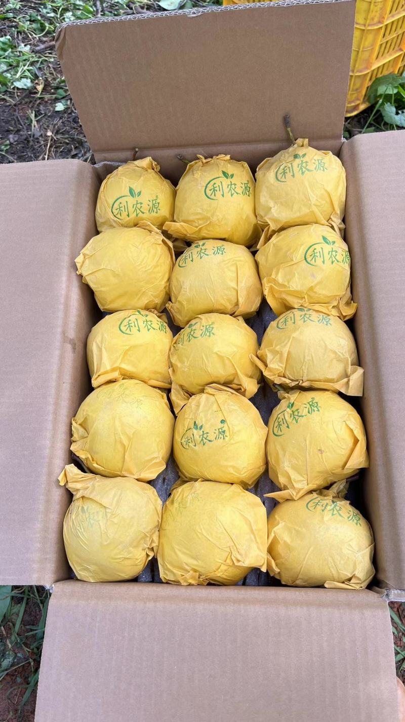 精品雪花梨，高原梨，产地直供，支持整车，一件，代发