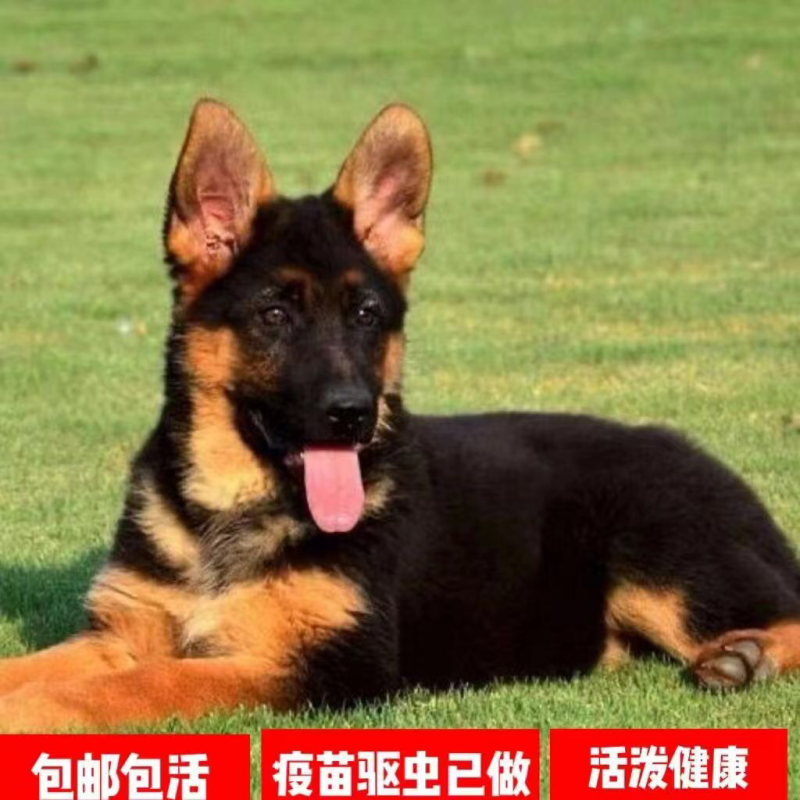 德牧犬，纯种德牧，疫苗驱虫已做，开朗活泼可爱好动调皮。