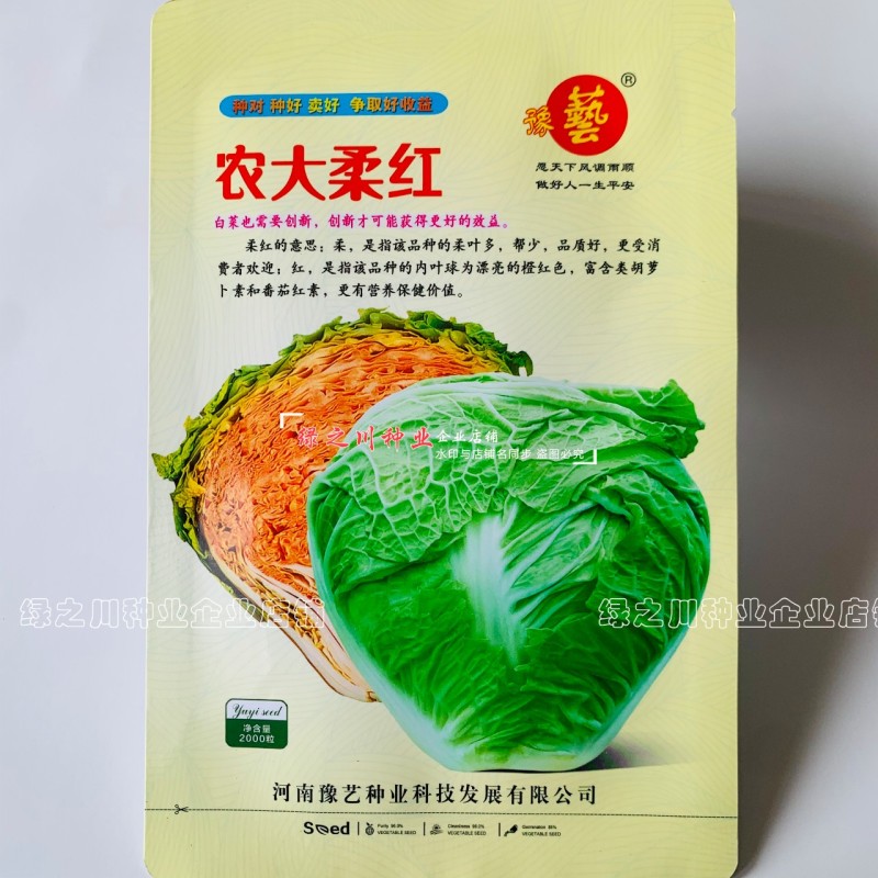 入锅烂豫艺大白菜种子农大柔红白菜种籽矮桩叠抱早熟大包头
