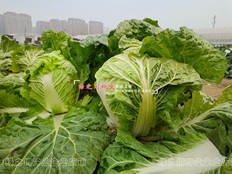 入锅烂豫艺大白菜种子农大柔红白菜种籽矮桩叠抱早熟大包头