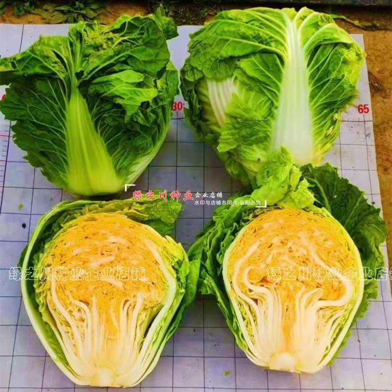 入锅烂豫艺大白菜种子农大柔红白菜种籽矮桩叠抱早熟大包头