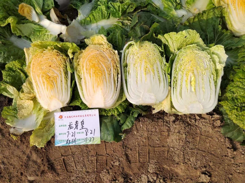 入锅烂豫艺大白菜种子农大柔红白菜种籽矮桩叠抱早熟大包头