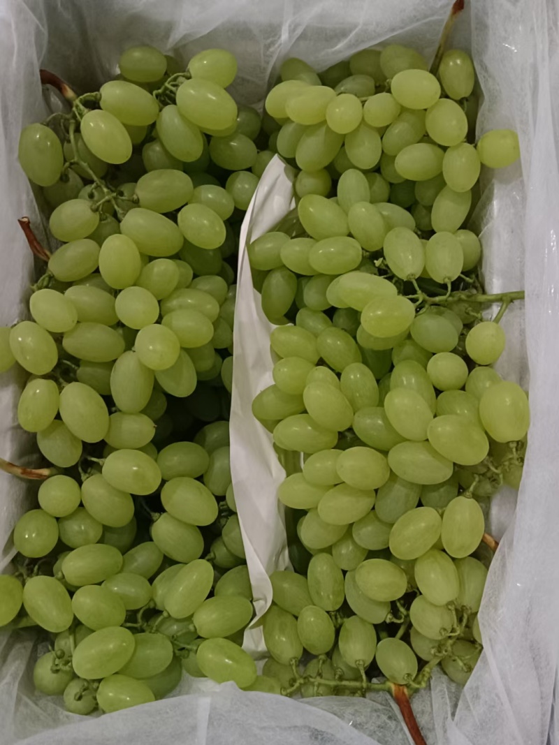 河北葡萄精品维多利亚葡萄支持视频看货产地一手货源现摘现发