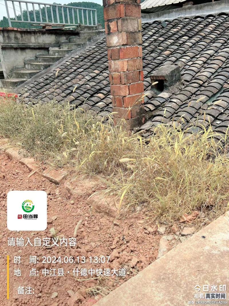树荣10%精草铵膦铵盐杂草除草剂草铵膦除草剂非耕地除草剂
