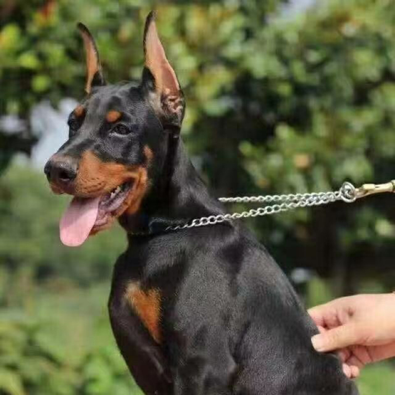 精品推荐，杜宾犬，纯种，血脉优良，猛犬，支持全国批发零售