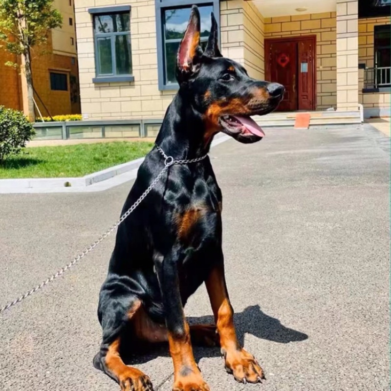 精品推荐，杜宾犬，纯种，血脉优良，猛犬，支持全国批发零售
