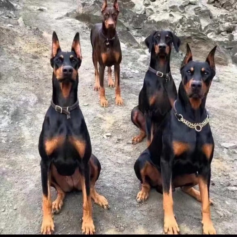 精品推荐，杜宾犬，纯种，血脉优良，猛犬，支持全国批发零售