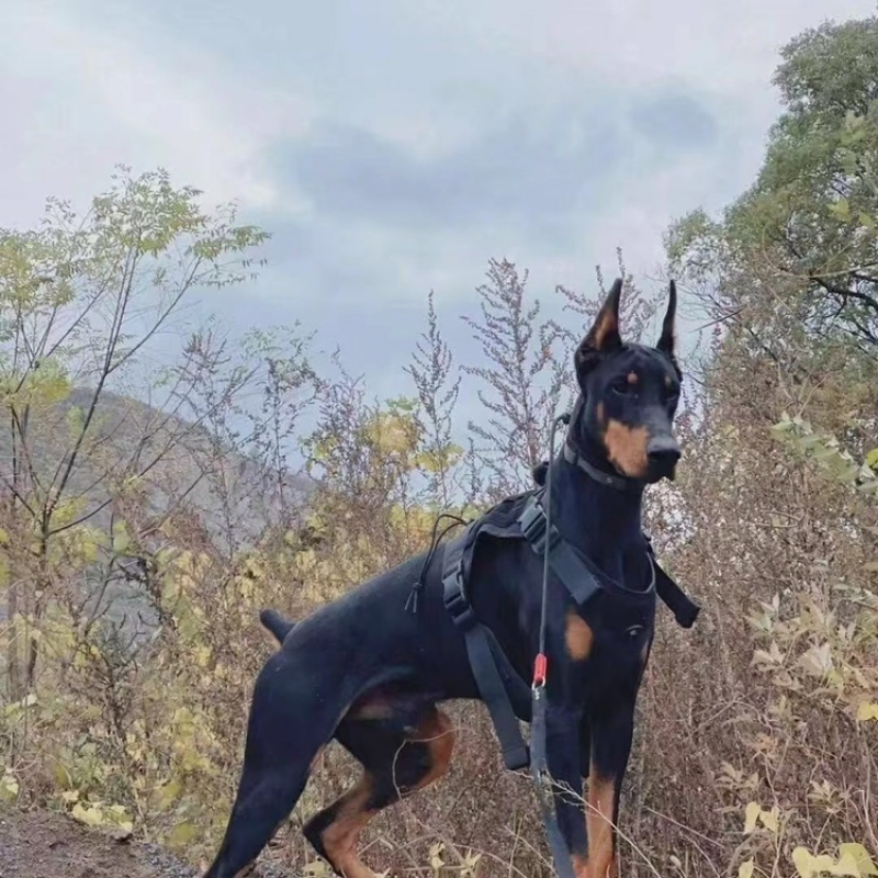 精品推荐，杜宾犬，纯种，血脉优良，猛犬，支持全国批发零售