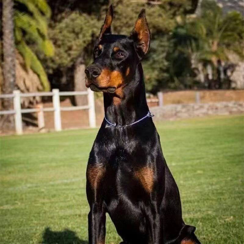 精品推荐，杜宾犬，纯种，血脉优良，猛犬，支持全国批发零售