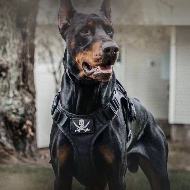 精品推荐，杜宾犬，纯种，血脉优良，猛犬，支持全国批发零售