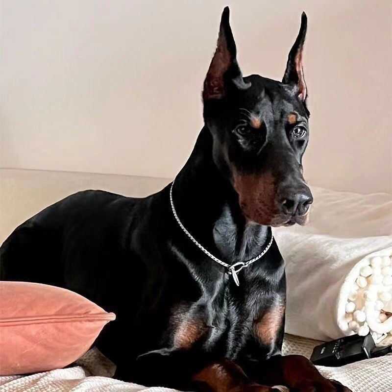 精品推荐，杜宾犬，纯种，血脉优良，猛犬，支持全国批发零售
