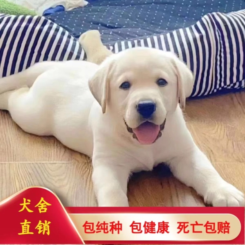 精品纯种拉布拉多犬，正规犬舍养殖，支持批发零售全国发货。