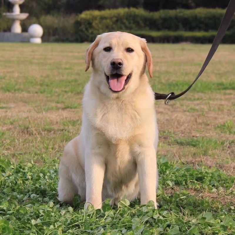 精品纯种拉布拉多犬，正规犬舍养殖，支持批发零售全国发货。