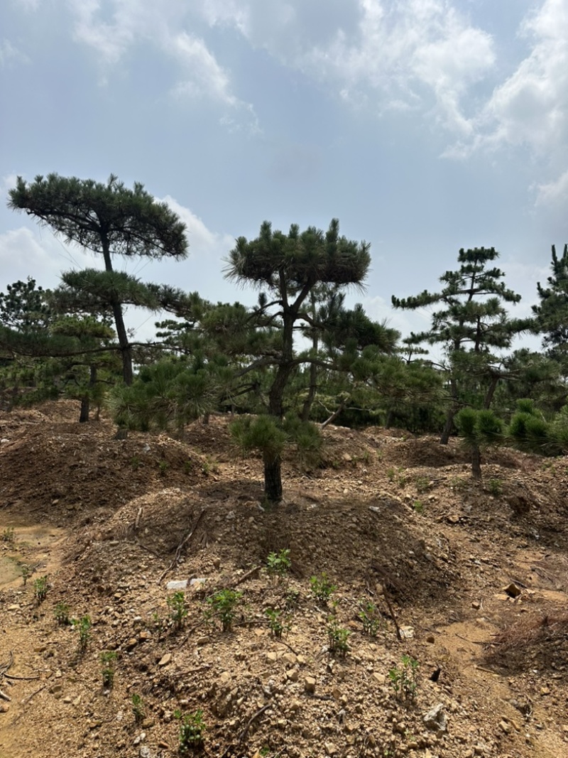 造型黑松黑松造型黑松景观树