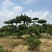 造型黑松黑松造型黑松景观树