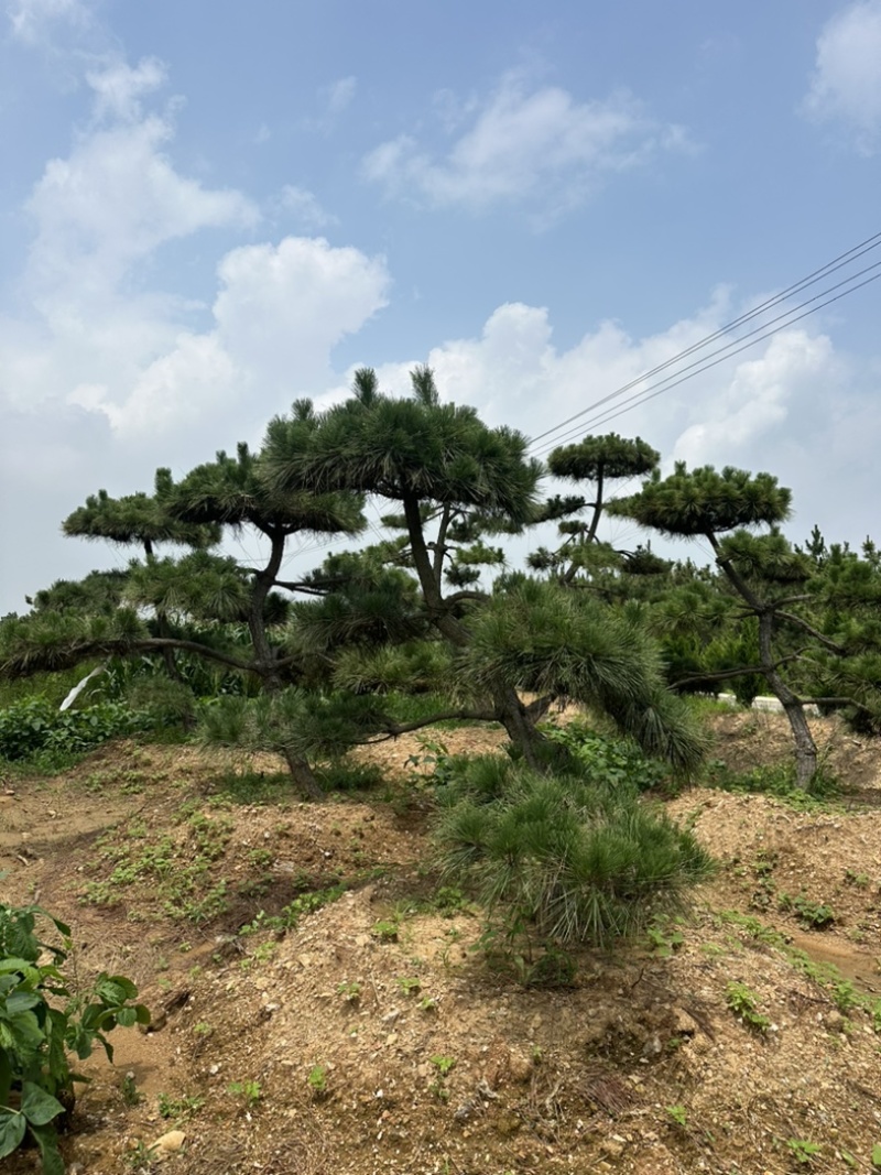 造型黑松黑松造型黑松景观树
