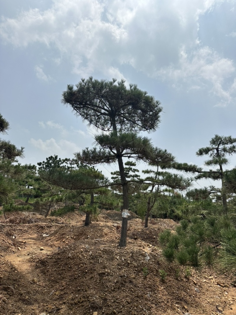 造型黑松黑松造型黑松景观树