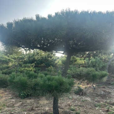 造型黑松黑松造型黑松景观树