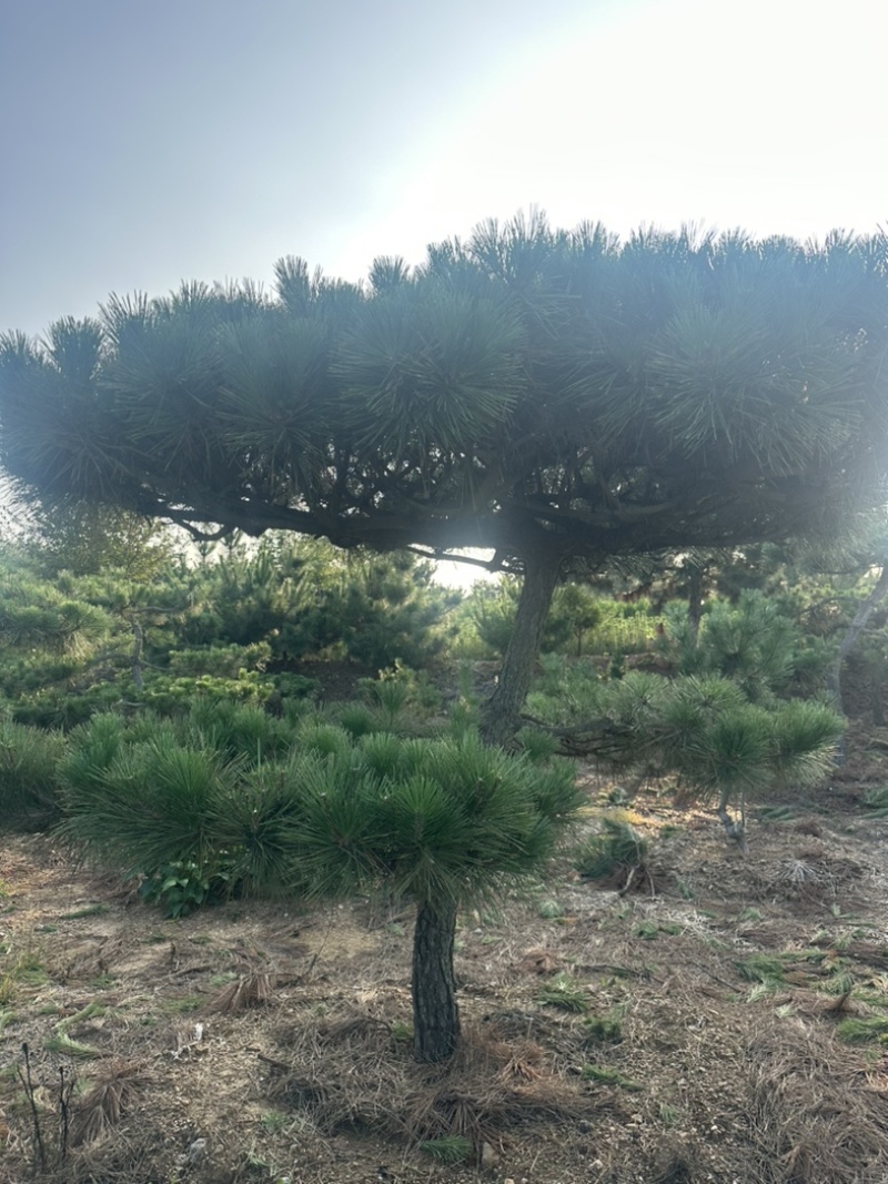 造型黑松黑松造型黑松景观树