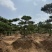造型黑松黑松造型黑松景观树