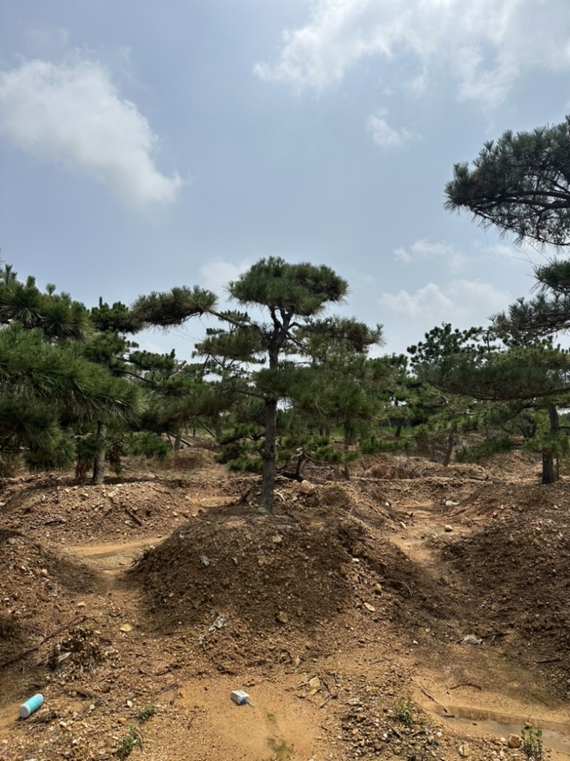 造型黑松黑松造型黑松景观树