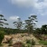 造型黑松黑松造型黑松景观树