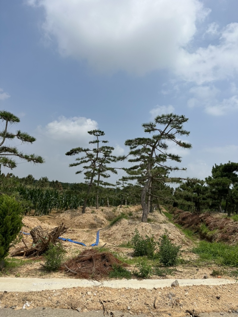 造型黑松黑松造型黑松景观树