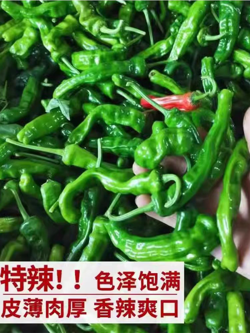 皱皮椒产地看货论价保质保量支持发货非诚勿扰