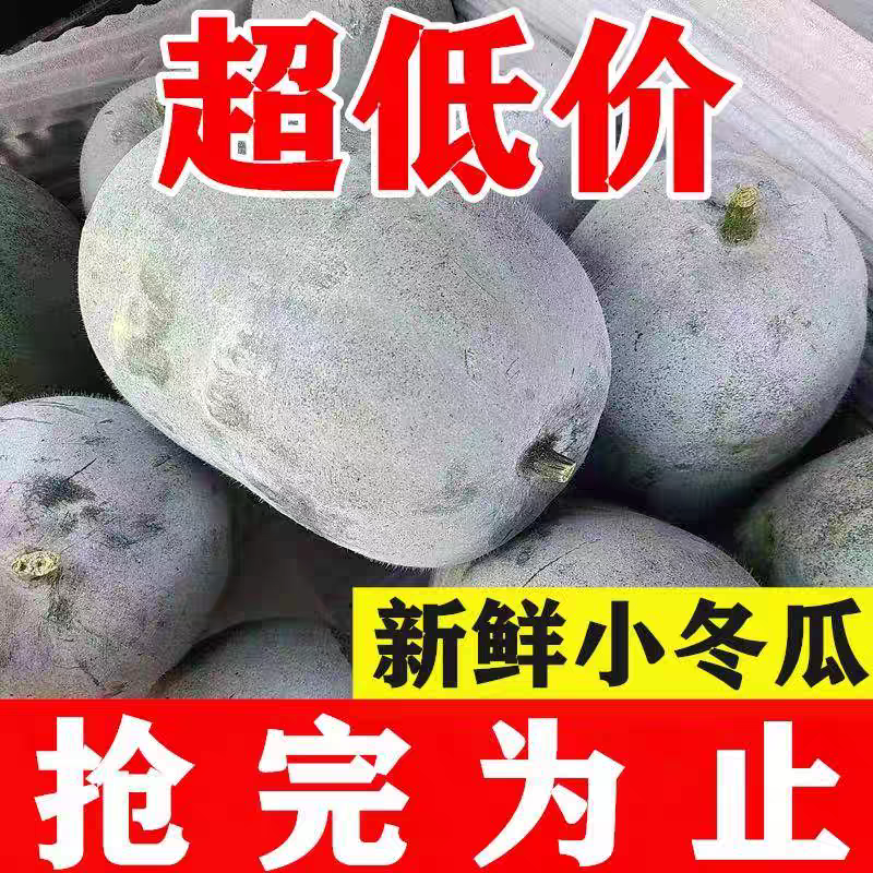 黑皮冬瓜地冬瓜产地看货论价保质保量欢迎订购