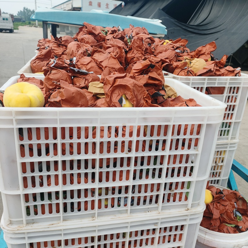 黄金蟠桃