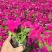 精品牵牛花