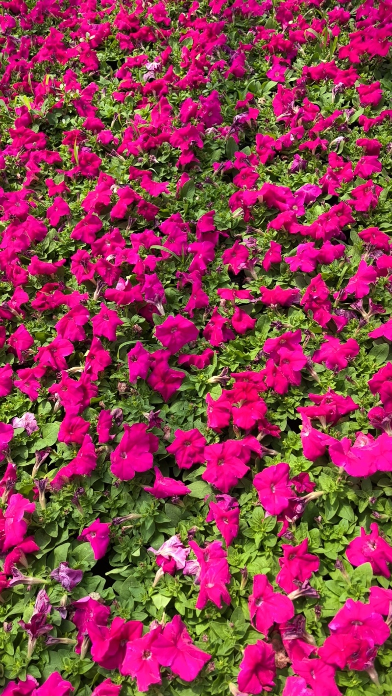 精品牵牛花