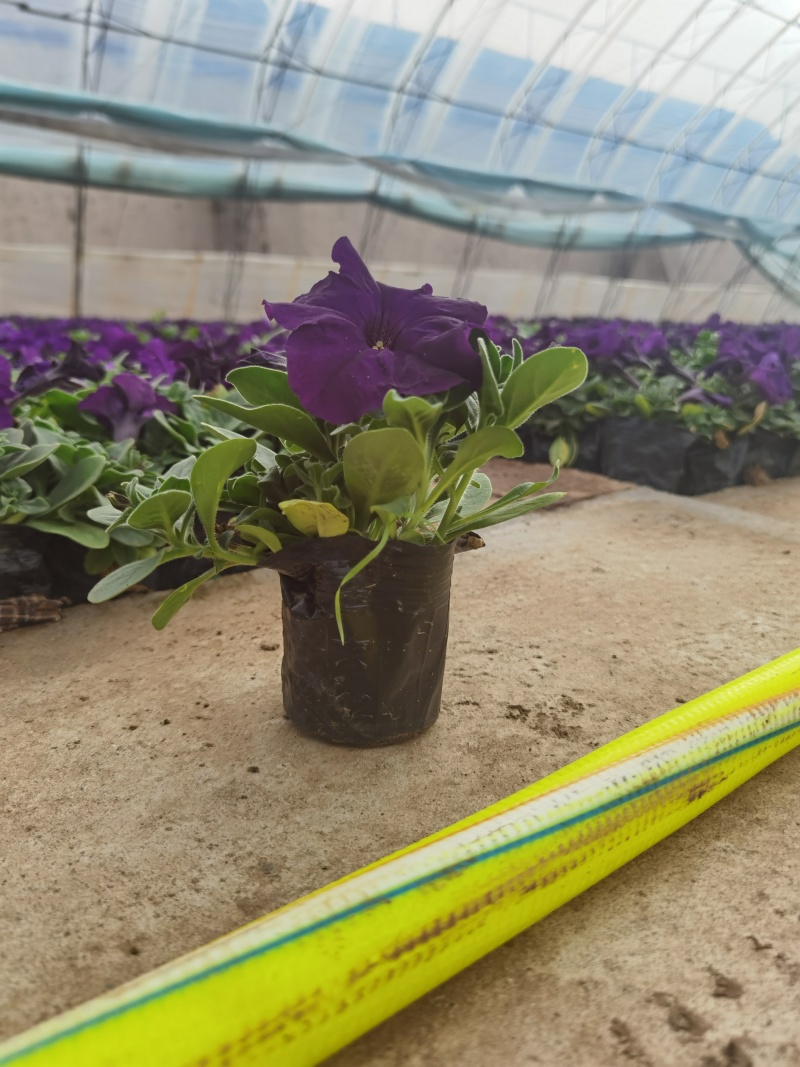 精品牵牛花