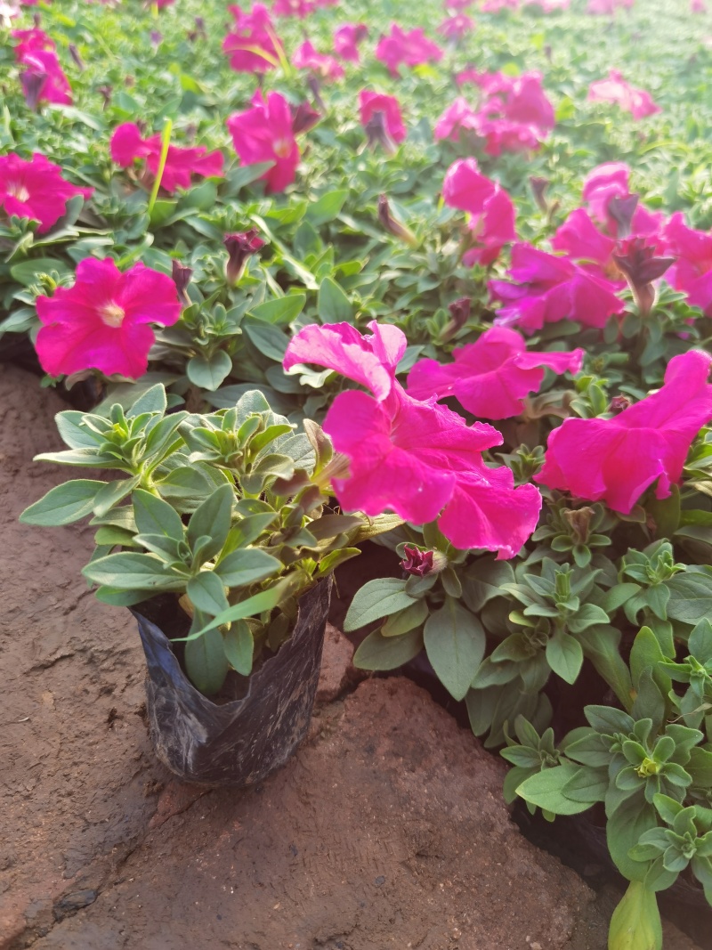 精品牵牛花