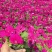精品牵牛花