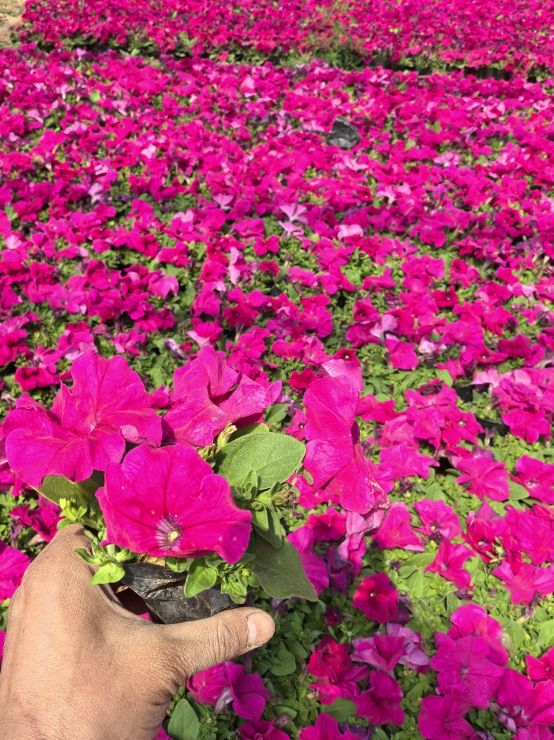 精品牵牛花
