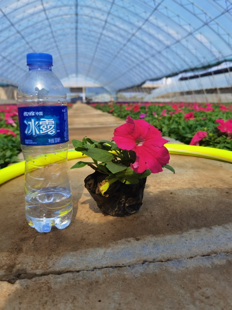 精品牵牛花