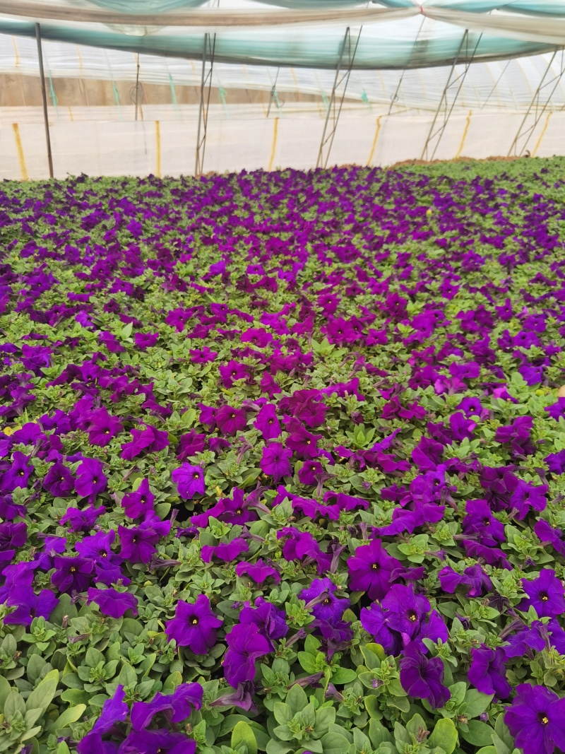 精品牵牛花