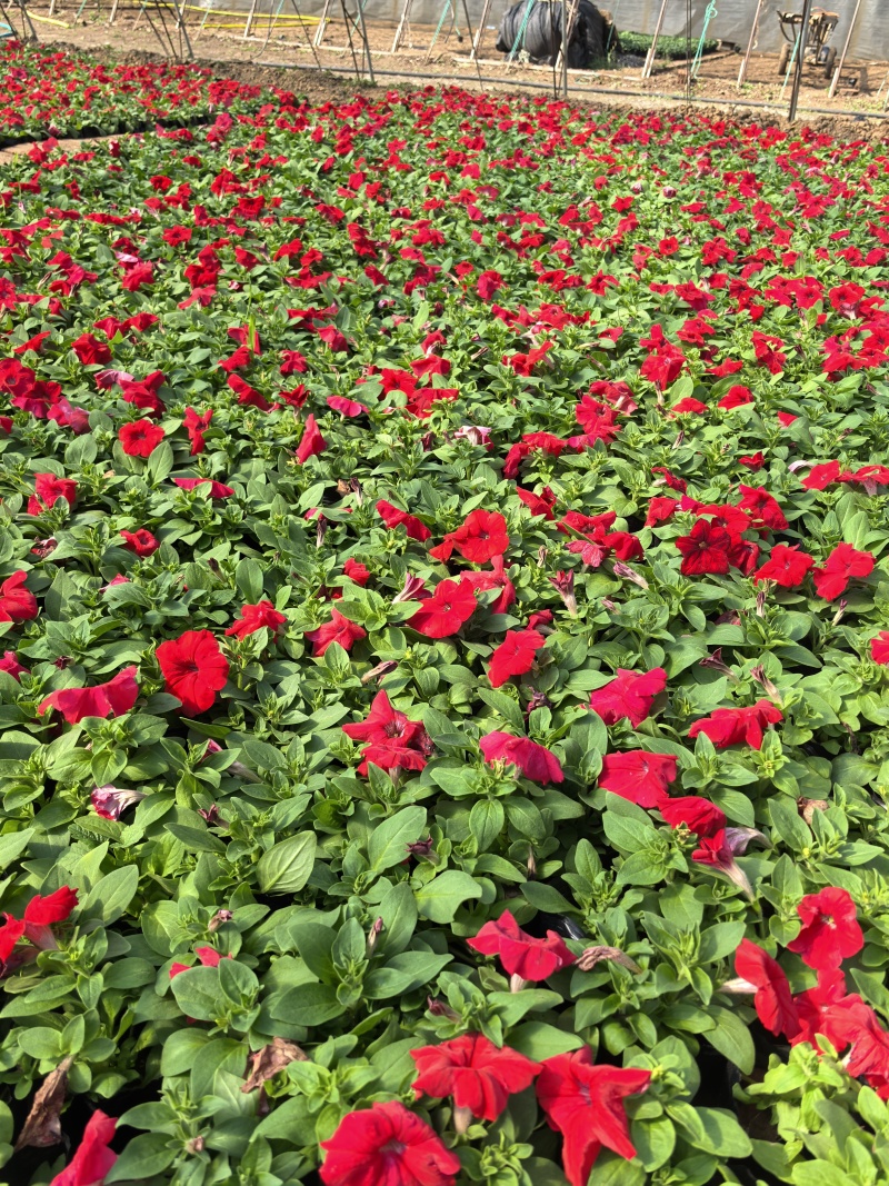 精品牵牛花