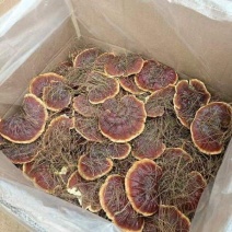 云南大理金边白心灵芝常年有货鲜货干货全国接单
