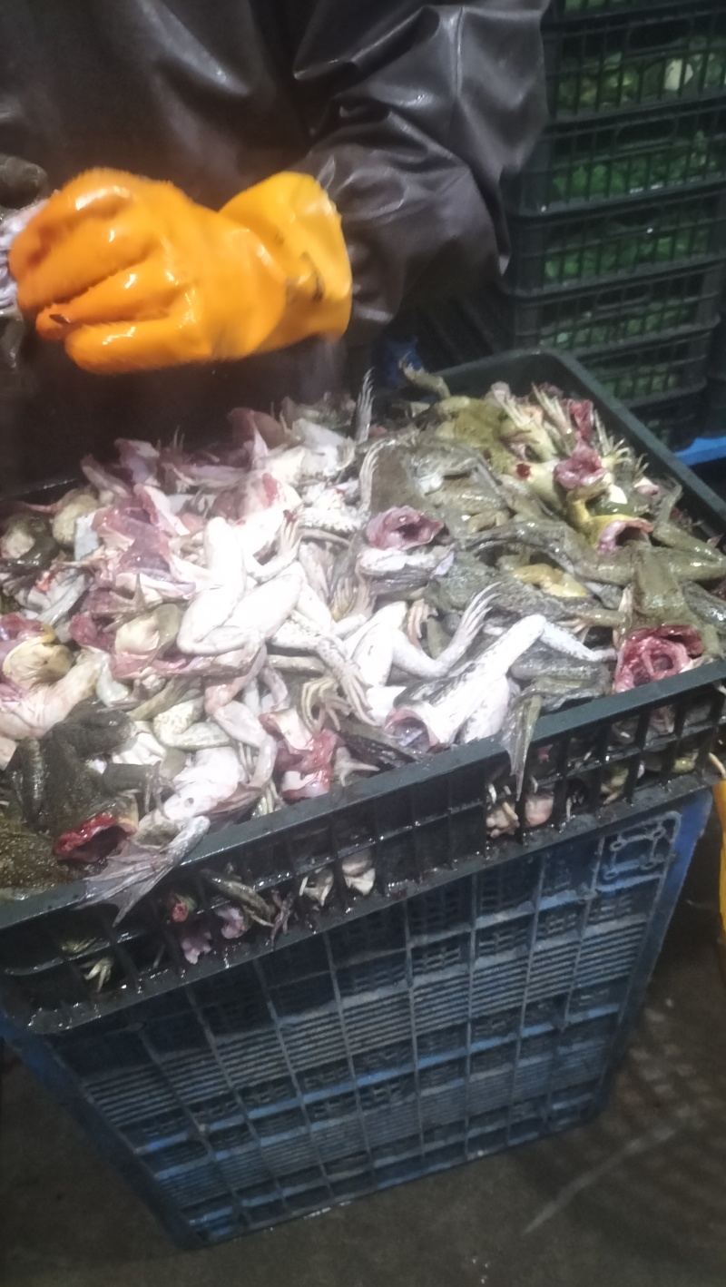 冷冻，现杀牛蛙，
