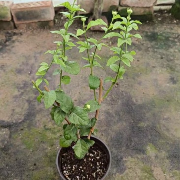 20包邮虎头茉莉苗盆栽四季开花