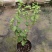 20包邮虎头茉莉苗盆栽四季开花