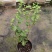 20包邮虎头茉莉苗盆栽四季开花
