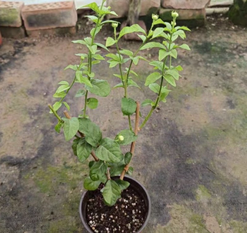 20包邮虎头茉莉苗盆栽四季开花