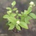 20包邮虎头茉莉苗盆栽四季开花