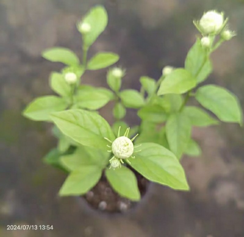 20包邮虎头茉莉苗盆栽四季开花